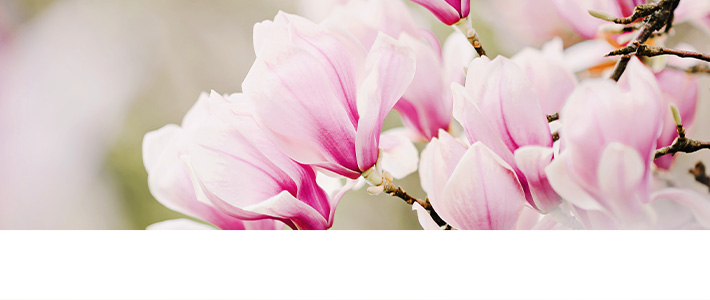 Der Frühling zieht ein Neue Kollektionen sind da